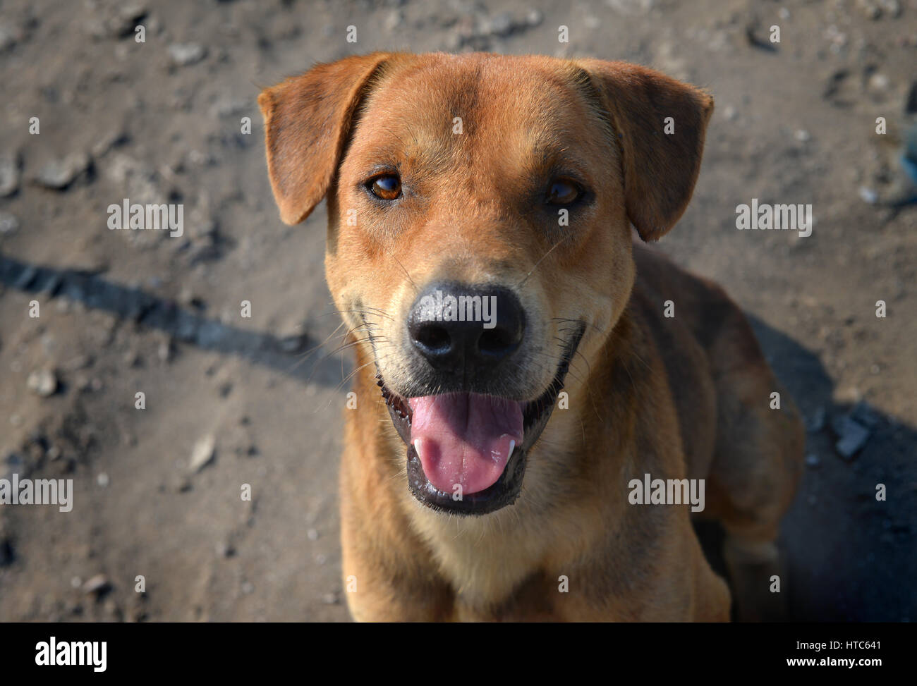 Thai Lächeln freundlichen Hund wartet im freien Sonnenlicht Hardlight und dunkle Schatten Stockfoto