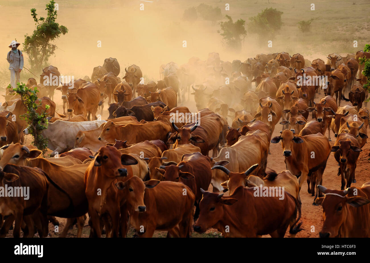 Erstaunliche Szene auf Vietnam Land Abend Kuhhirt Herde Kühe auf der Wiese und Staub, Vieh ist eine beliebte vietnamesische Landwirtschaft, Binh Thuan Stockfoto