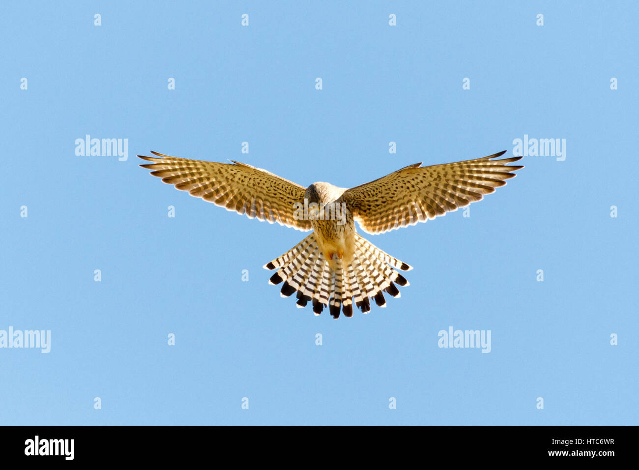 Ein Turmfalken (Falco Tinnunculus) schwebt Flug, wie er über Felder in East Sussex, UK jagt Stockfoto
