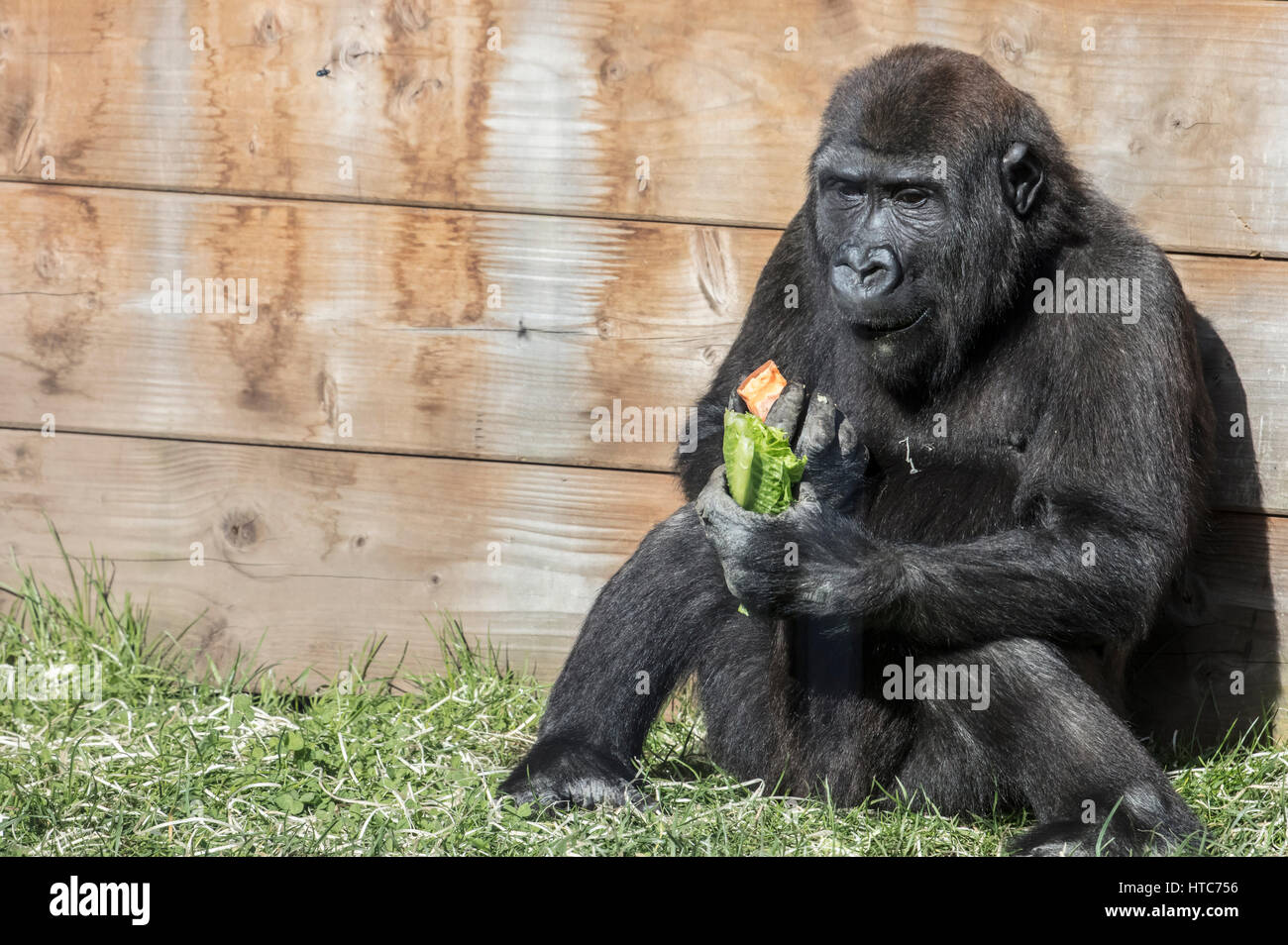 Westliche Flachlandgorillas in Twycross Zoo in Leicestershire genommen. Stockfoto