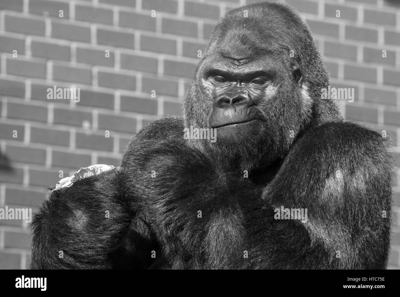 Westliche Flachlandgorillas in Twycross Zoo in Leicestershire genommen. Stockfoto