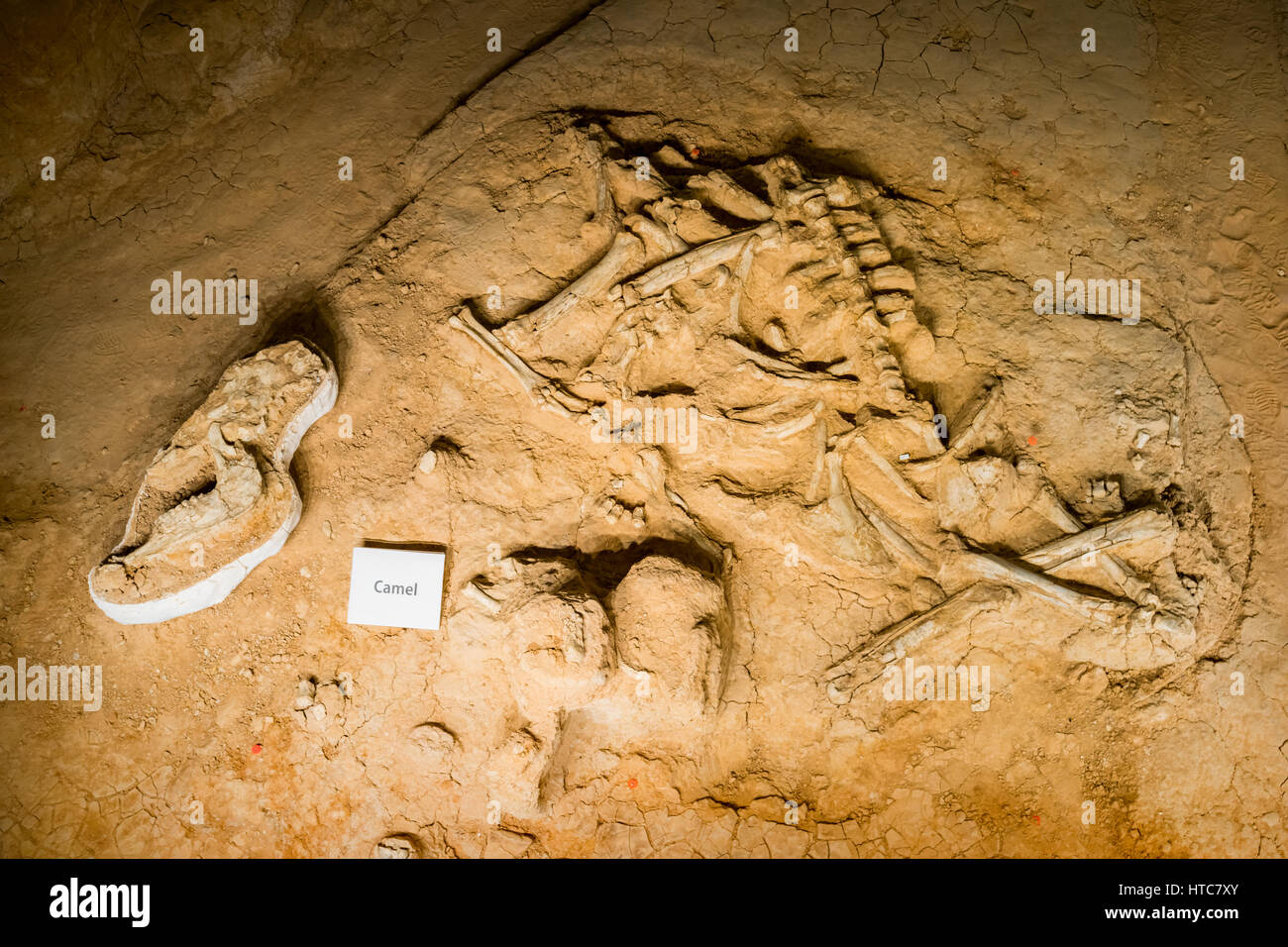 Kamel Fossil bei Waco Mammut Nationaldenkmal in Waco, Texas, USA Stockfoto