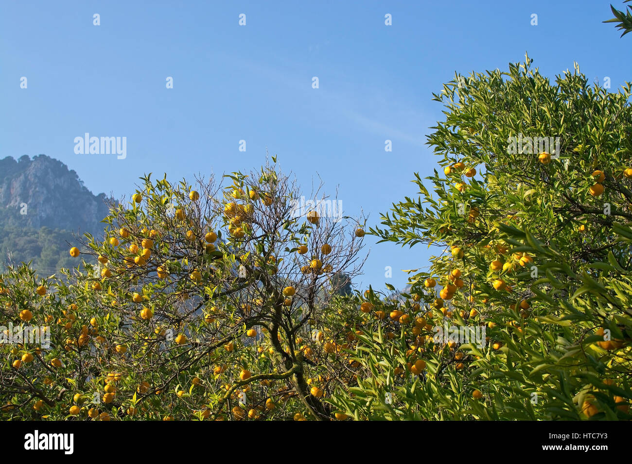 Orangenbaum mit Früchten in Soller, Mallorca Balearen Spanien im Winter. Stockfoto