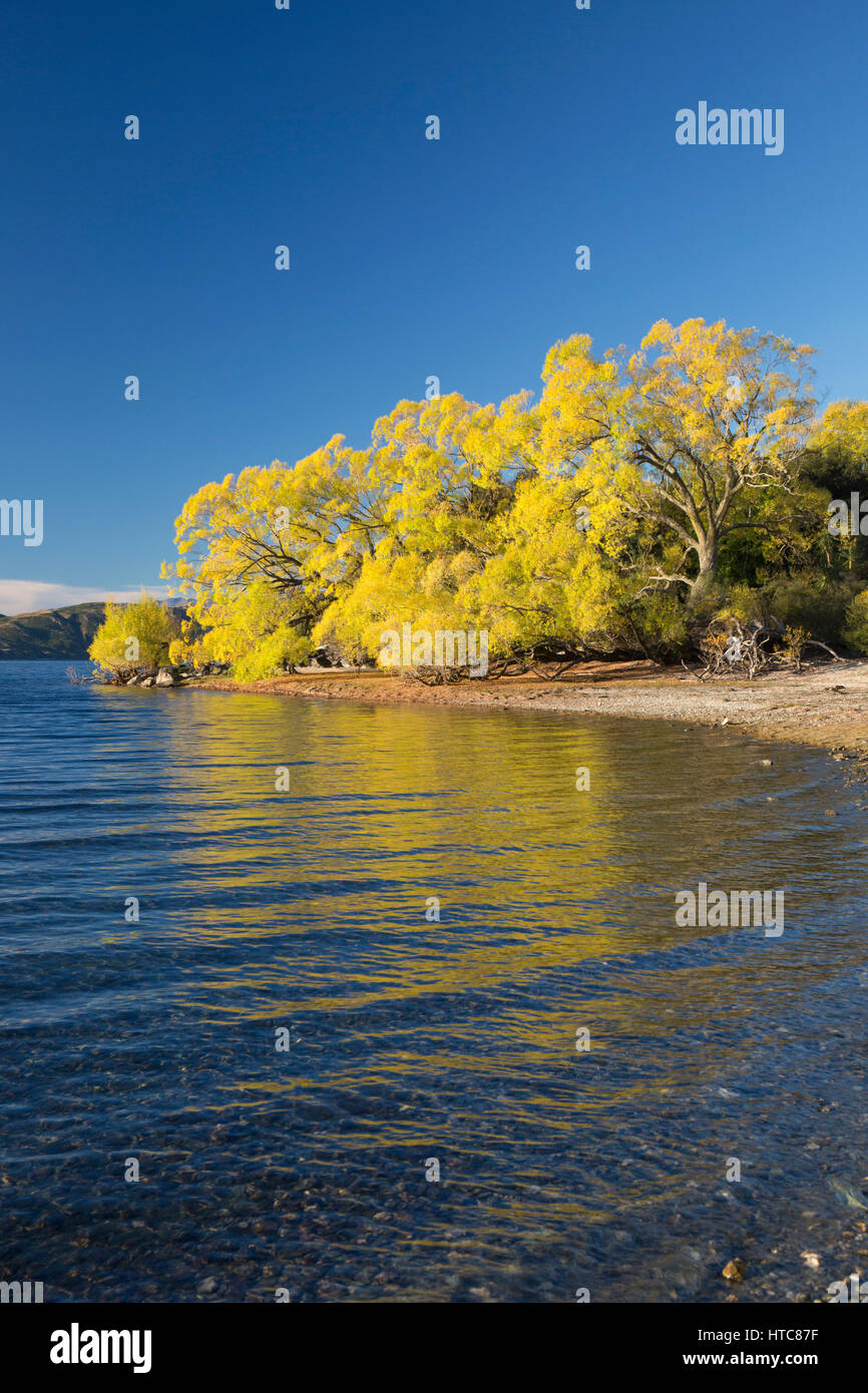 Wanaka, Otago, Neuseeland. Blick über ruhige Glendhu Bay, Herbst, goldene Weiden spiegelt sich im Wasser. Stockfoto