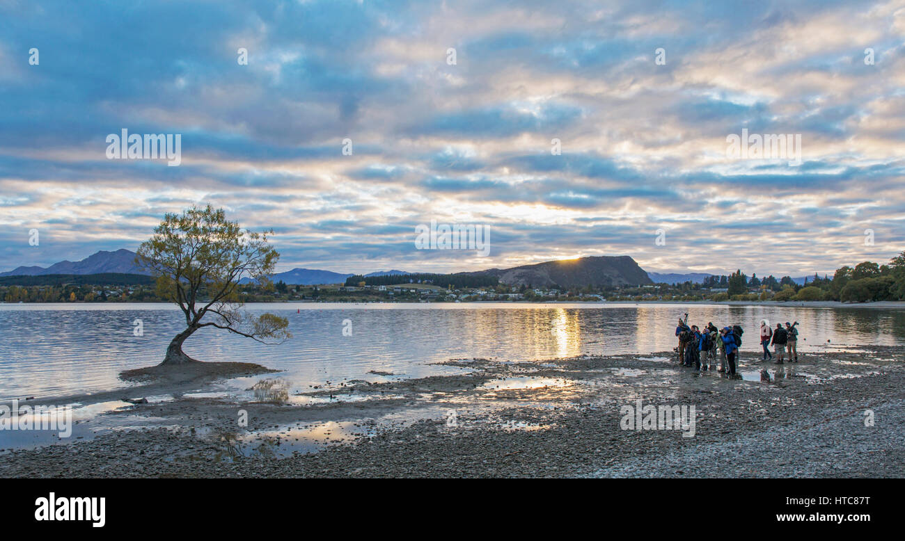 Wanaka, Otago, Neuseeland. Sammeln von Fotografen vorbereiten der ikonischen Weidenbaum schießen auf die Ufer des Lake Wanaka, Sonnenaufgang. Stockfoto