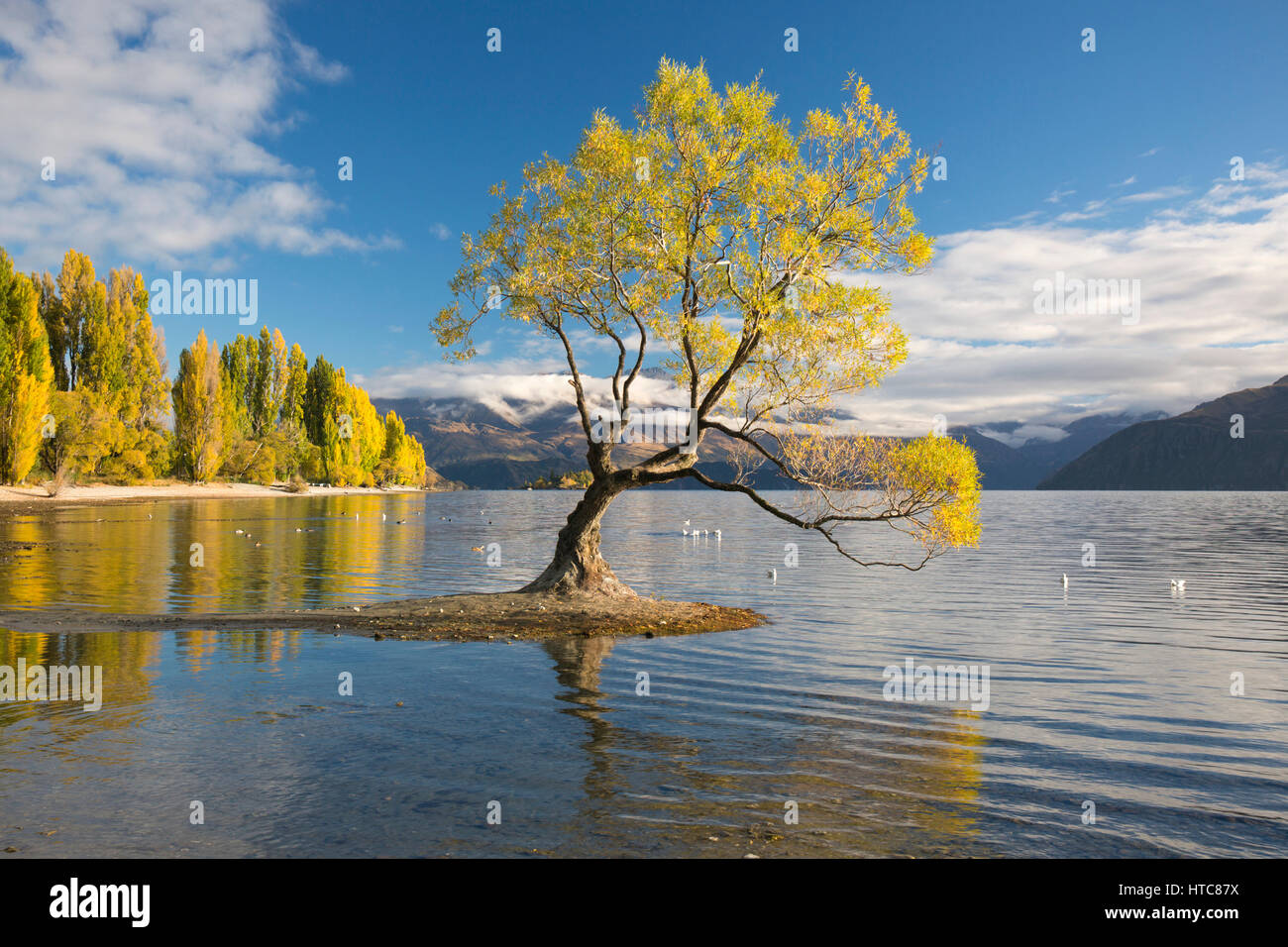 Wanaka, Otago, Neuseeland. Einsamer Weidenbaum spiegelt sich in den ruhigen Wassern des Lake Wanaka, Herbst. Stockfoto