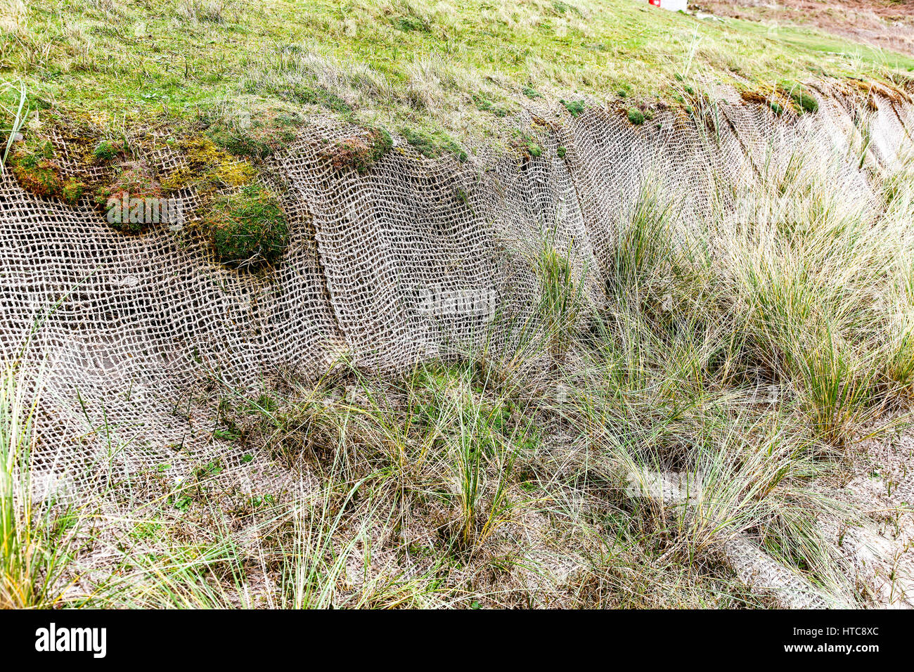 Kokos oder Hessische Matten verwendet, um Erosion zu verhindern, während Vegetation auf Sanddünen in der Nähe von Sennen Cove, Cornwall England UK nachwächst Stockfoto