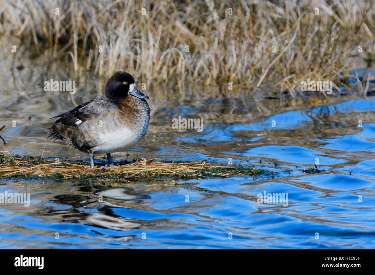 Lesser Scaup Stockfoto