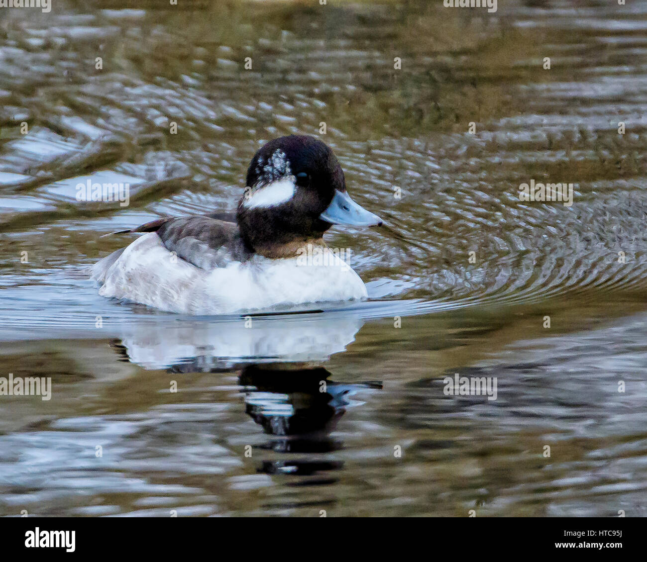 Bufflehead Stockfoto