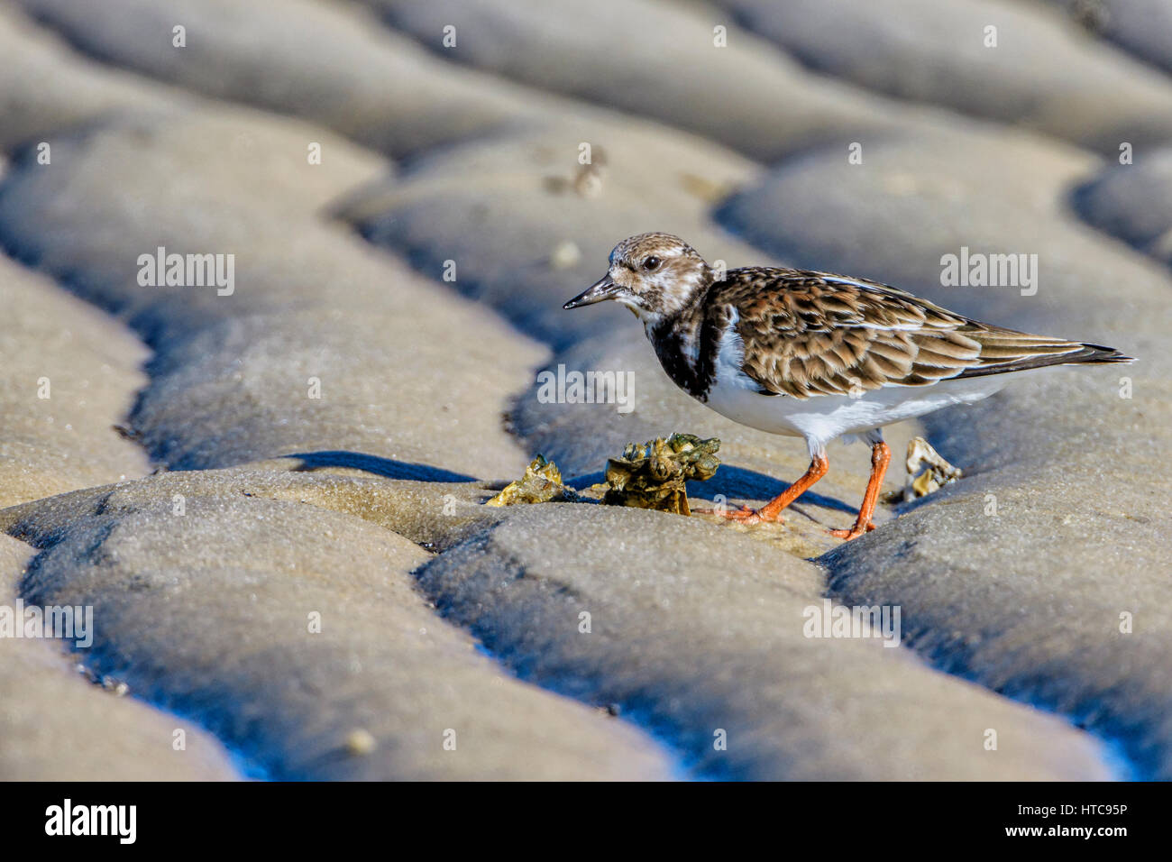 Ruddy Steinwälzer Stockfoto