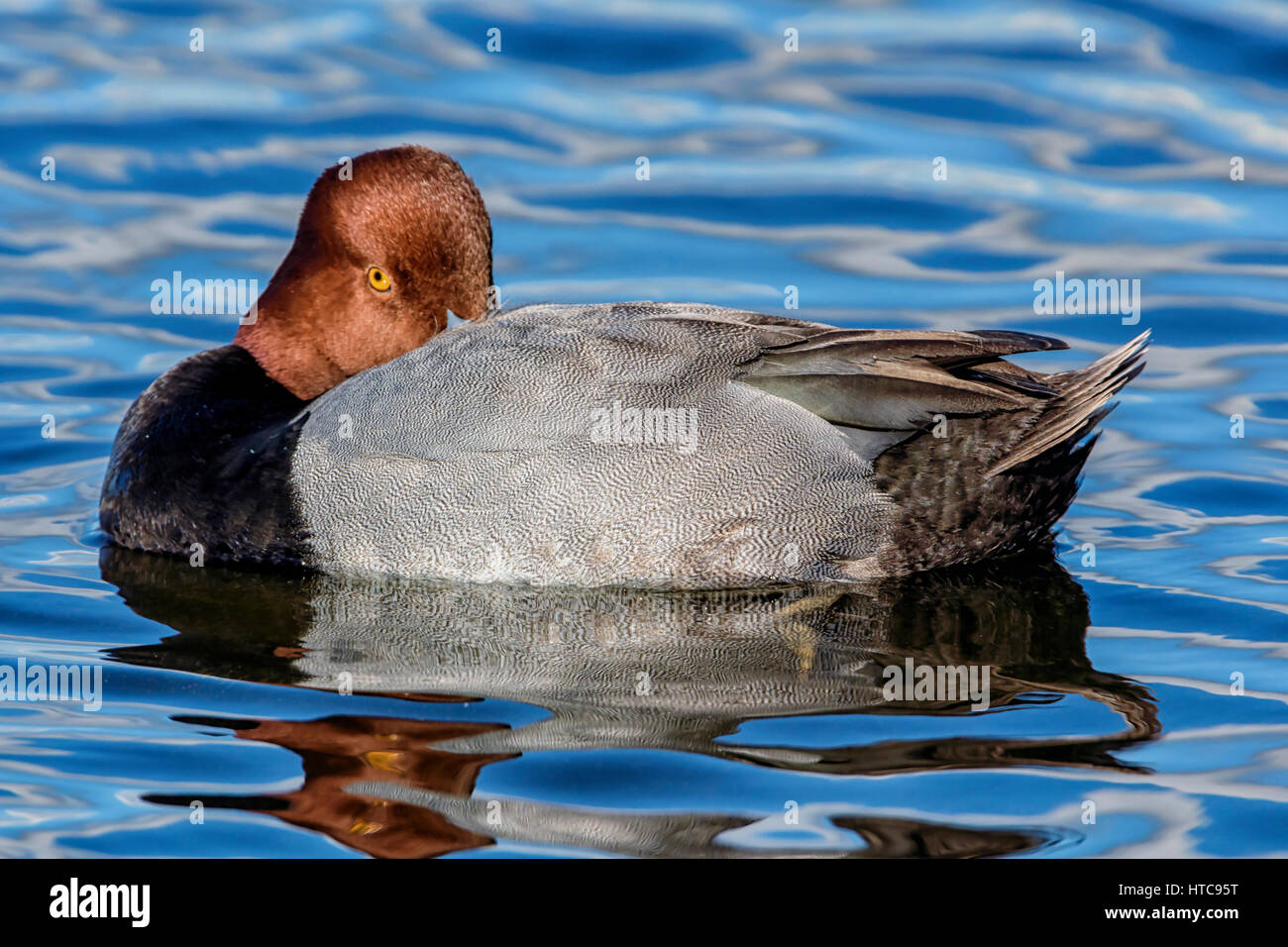 Red-headed Ente Stockfoto