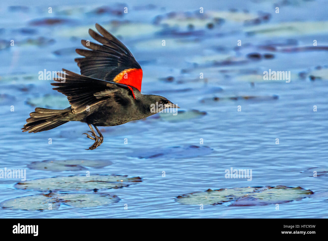 Rotschulterstärling Stockfoto