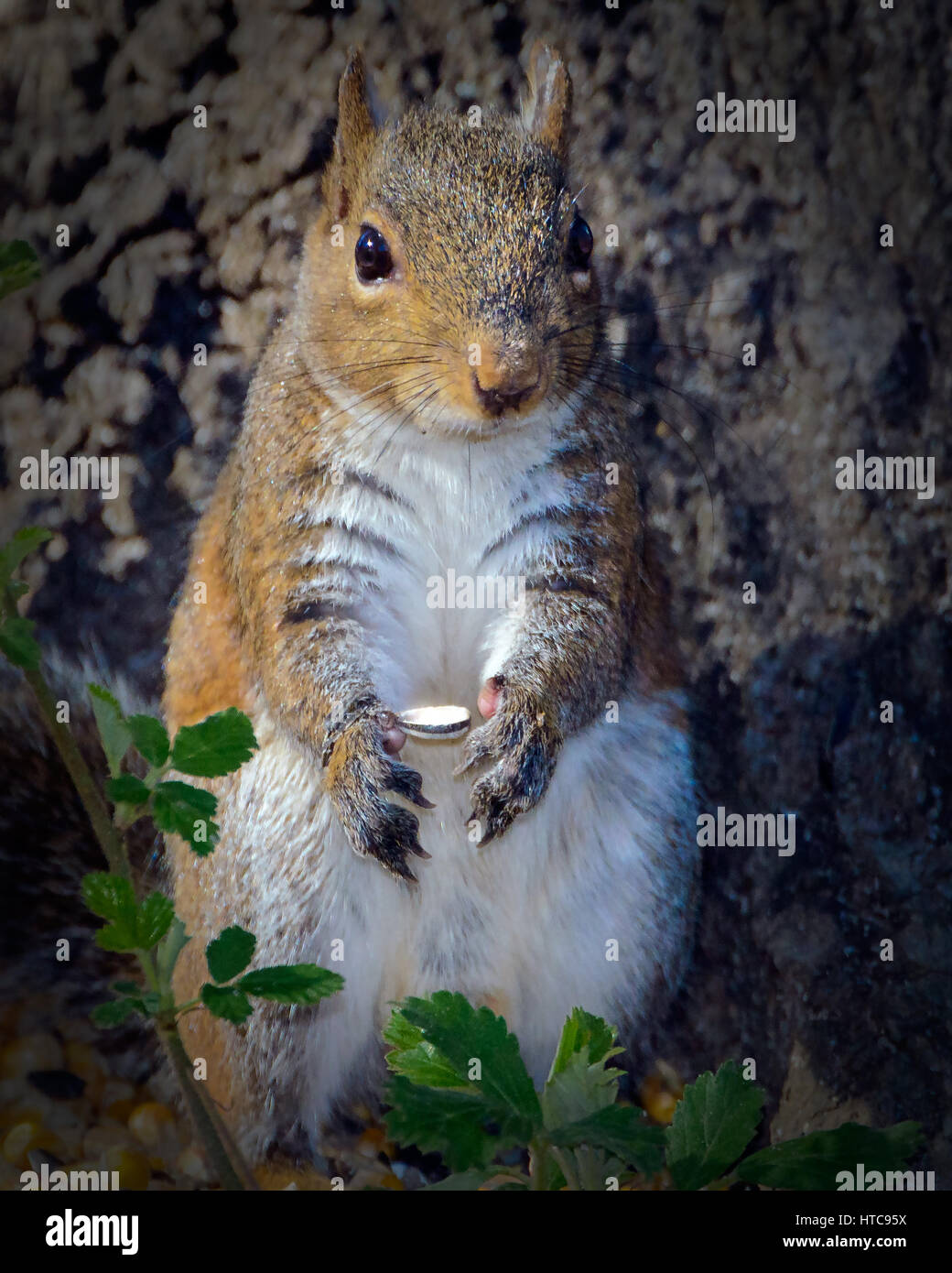 Almosen für die Armen Stockfoto