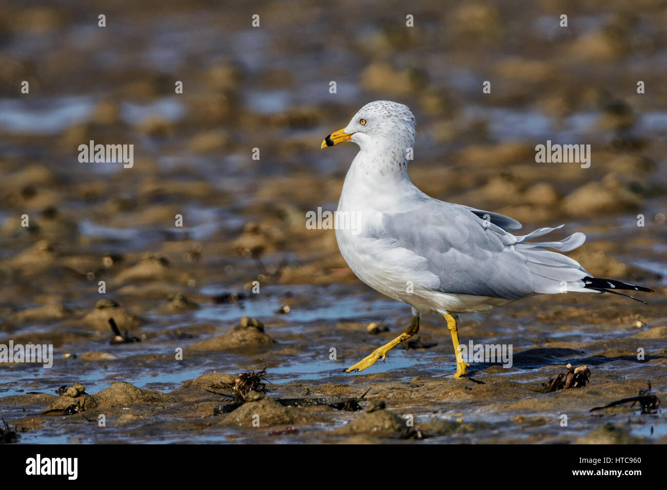 Ring-billed Möwe Stockfoto
