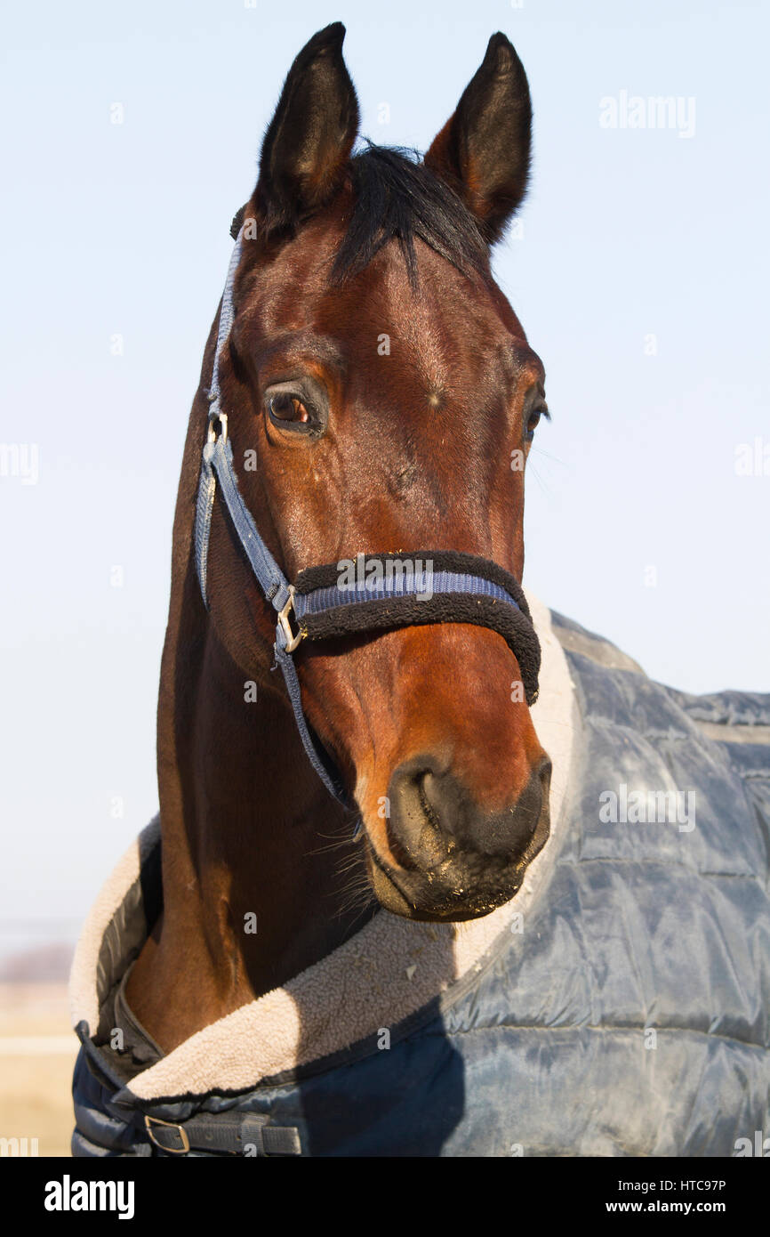 Bucht farbigen reinrassiges Pferd posiert in die Stalltür auf Bauernhof mit Tieren in Decke Stockfoto