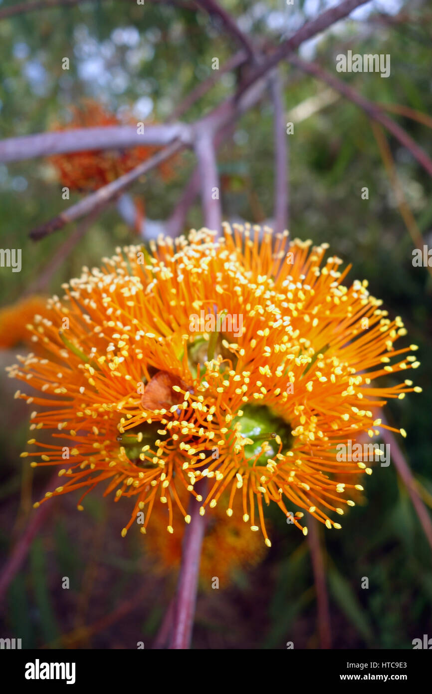 Spektakuläre orange Blüten des nördlichen Woollybutt (Eucalyptus Chartaboma), Undara, North Queensland, Australien Stockfoto