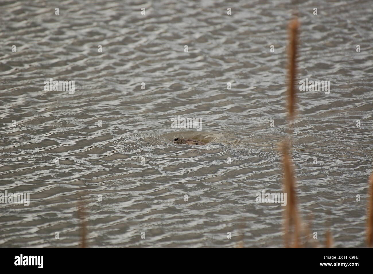 River Otter spielen in Teichen Stockfoto