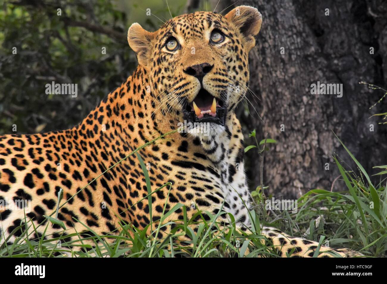 Großen männlichen Leoparden sitzen durch einen Baum Sabi Sands Südafrika Stockfoto