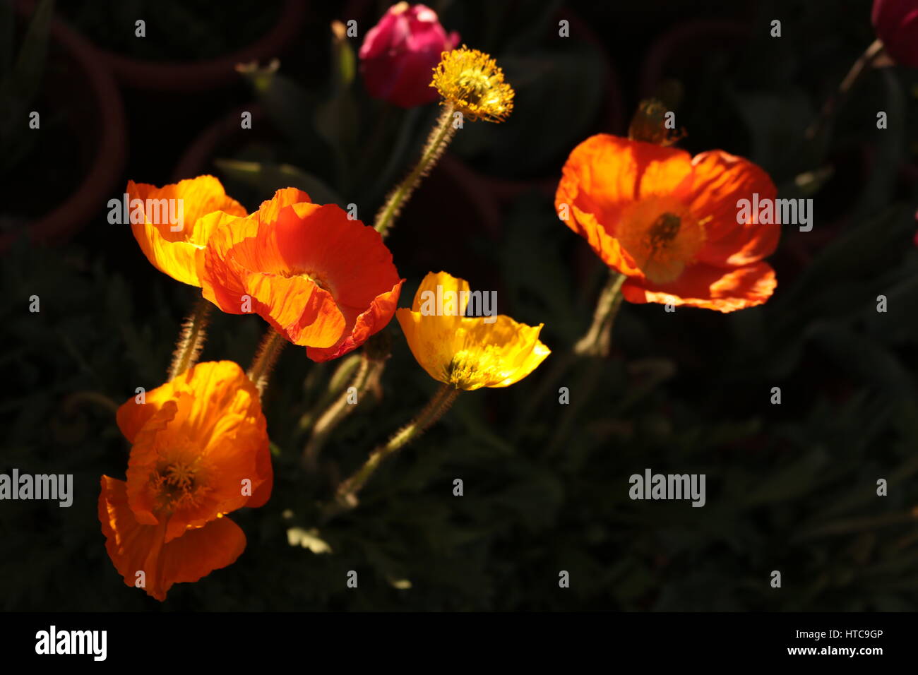 Licht und Schatten von Blumen Stockfoto