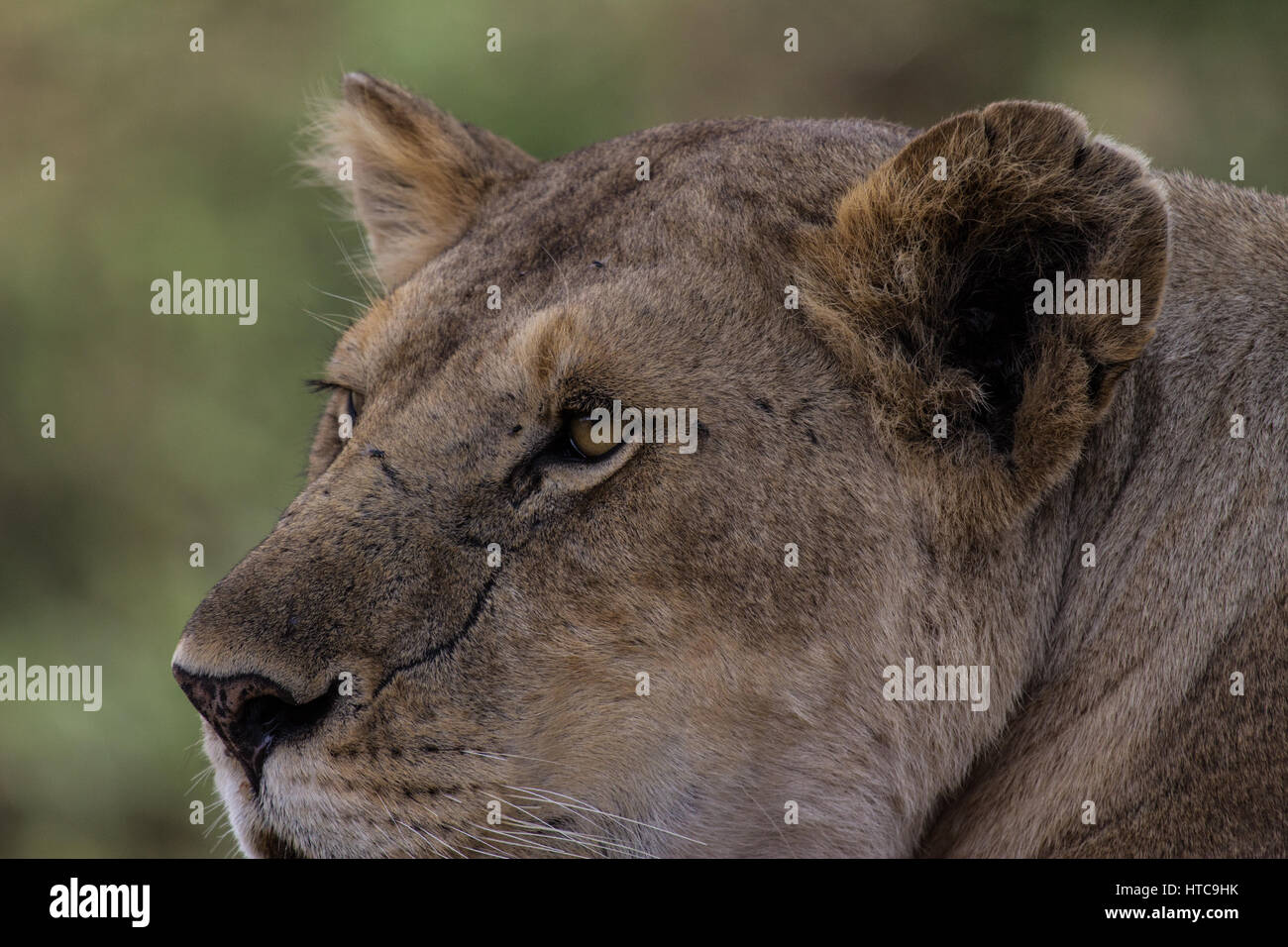 Auge in Auge mit wachsamen Löwin Stockfoto