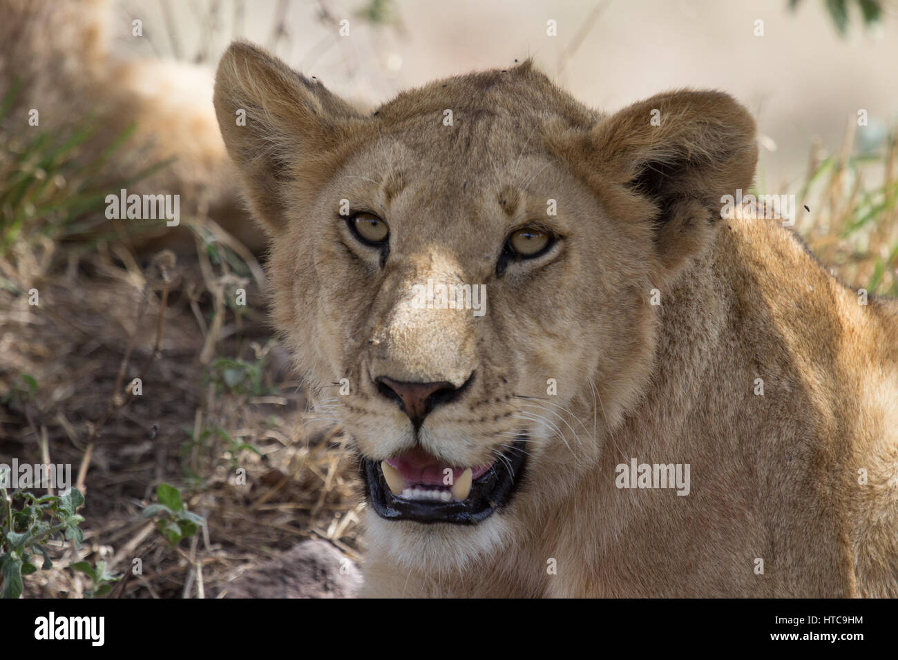 Auge in Auge mit wachsamen Löwin Stockfoto