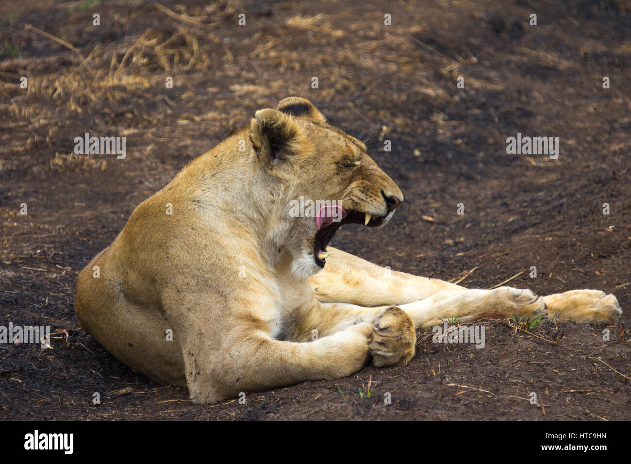 Gähnende Löwin lecken ihre Koteletts an der Seite des Weges. Stockfoto