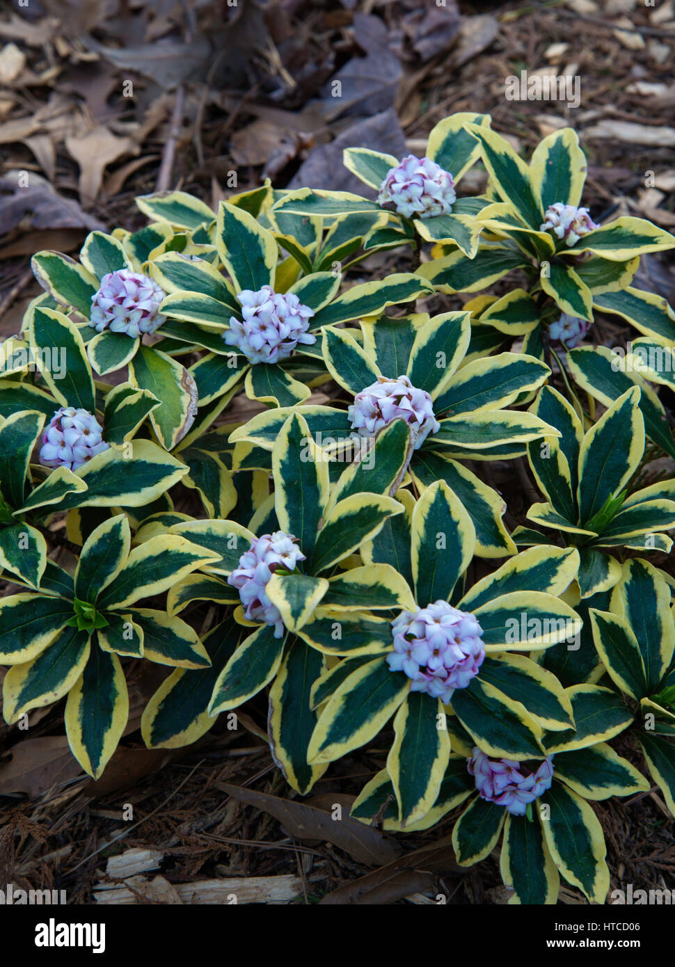Daphne maejima Stockfoto