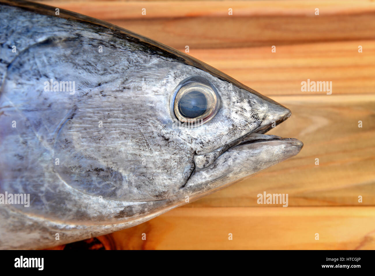 frische östlichen kleinen Thunfisch aus Fischerei Markt mit hölzernen Foto Sonnenlicht rechtzeitig Stockfoto