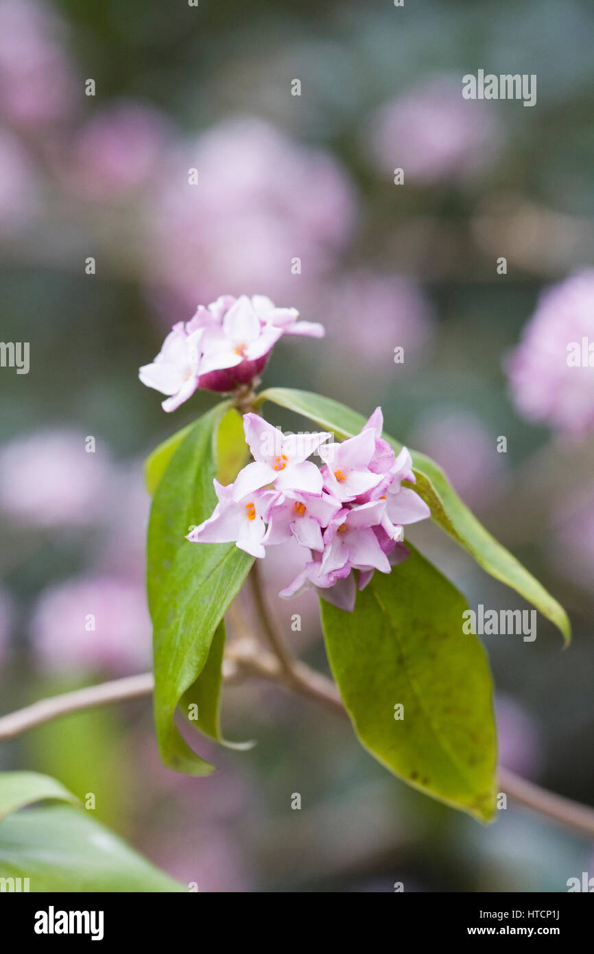 Daphne Bholua 'Peter Smithers' Blumen. Stockfoto