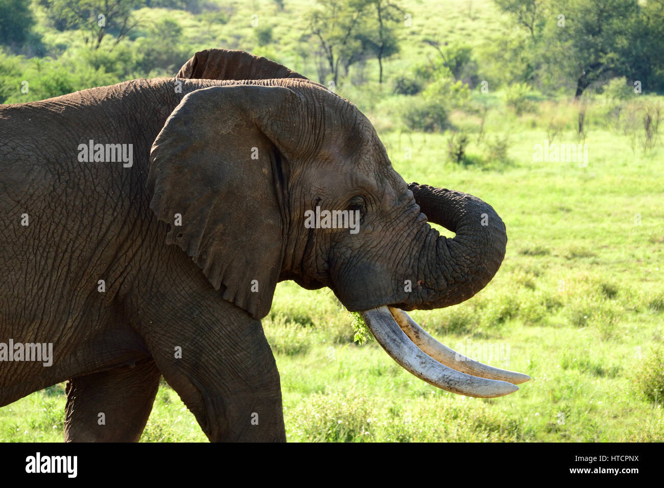 Glückliche Elefanten im Pilanesberg NP Stockfoto