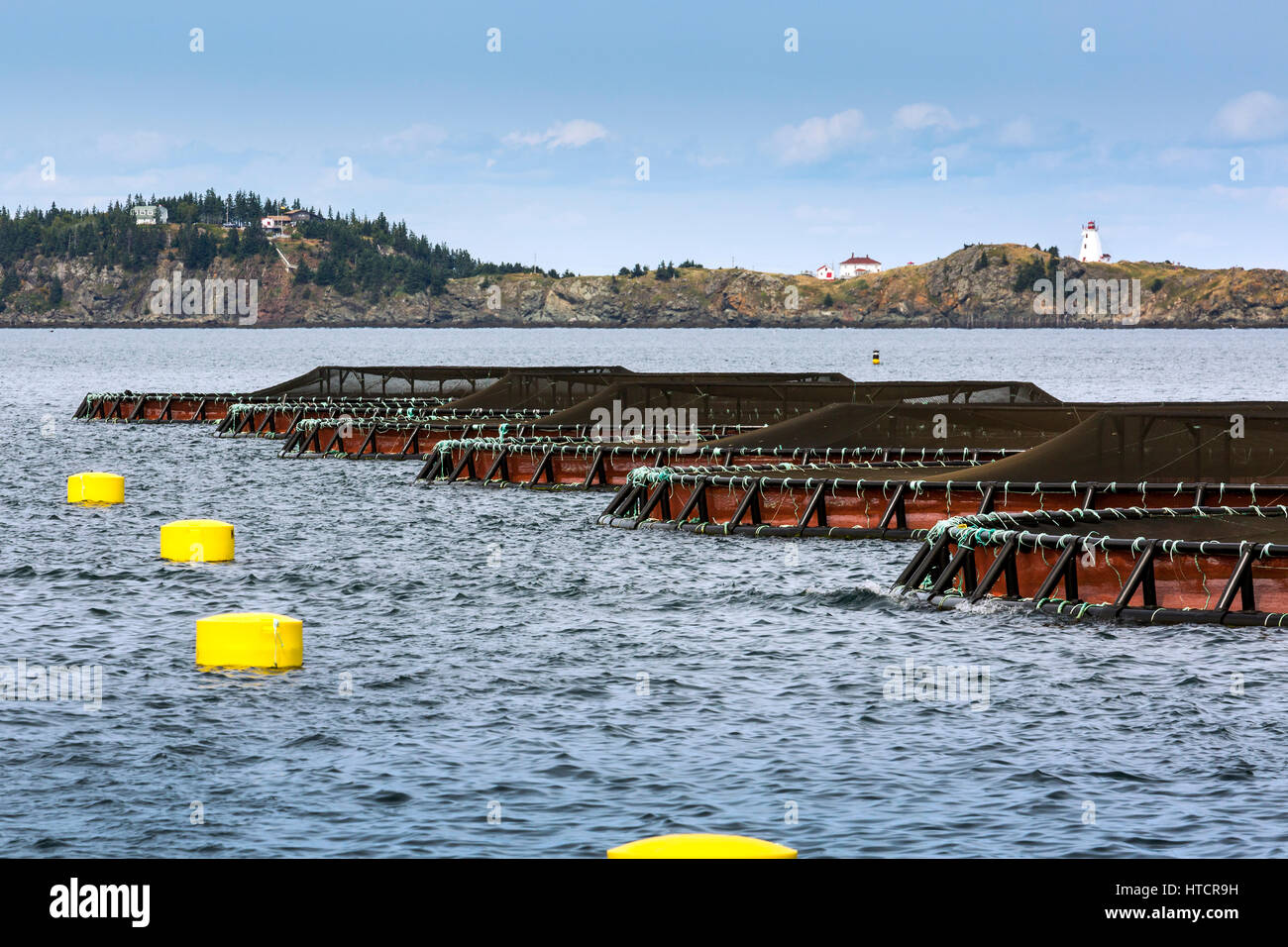 Aquakultur Bauernhof Lachs aufgerechnet Frame Pools im Wasser mit Felsenküste und Leuchtturm in der Ferne; Seal Cove, New Brunswick, Kanada Stockfoto