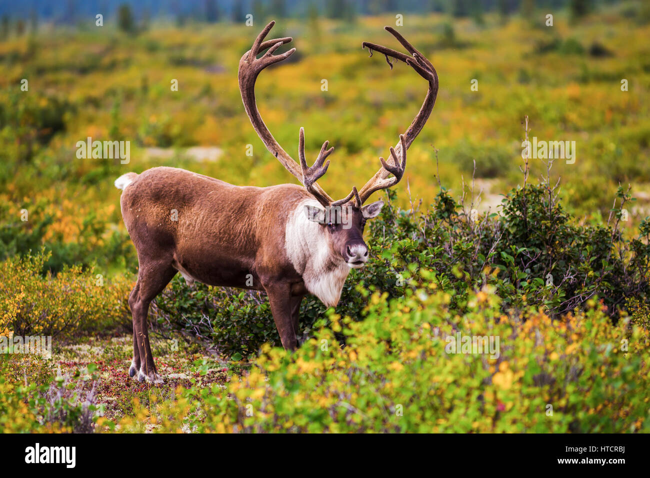 Nahaufnahme von einem Bull Caribou beginnt zu Schuppen samt aus seiner Geweihe, innen Alaska, USA Stockfoto