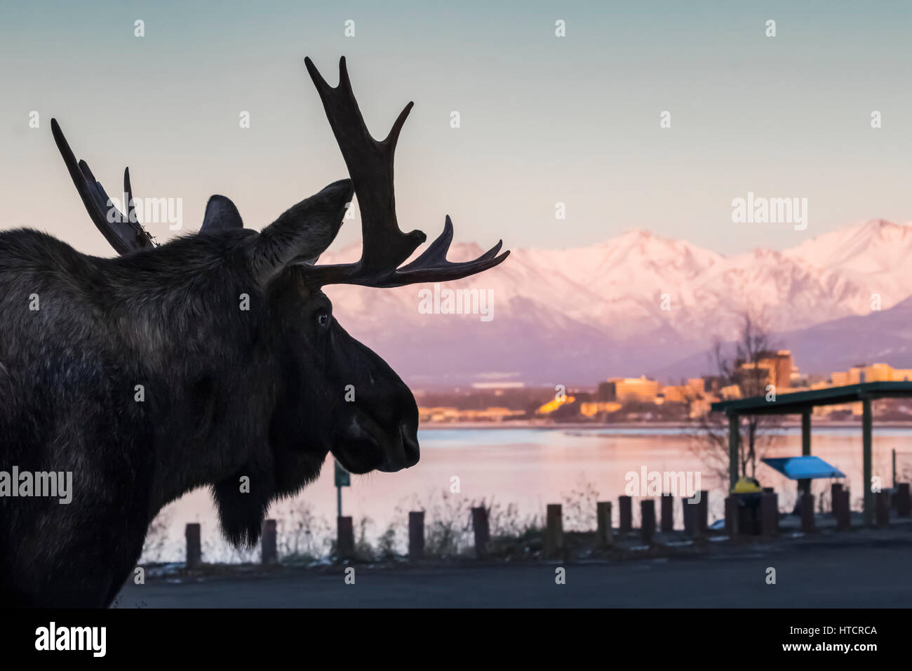 Silhouette eines Bull moose mit der Skyline von Anchorage und Chugach Mountains im Hintergrund, Yunan Alaska, USA Stockfoto