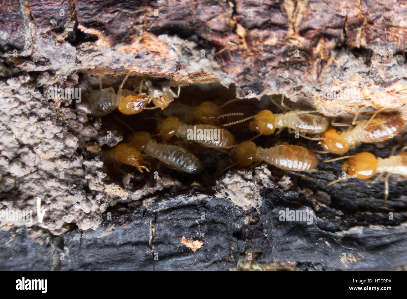 Termite, Termiten essen Holz wie ein Tier im Haus Stockfoto