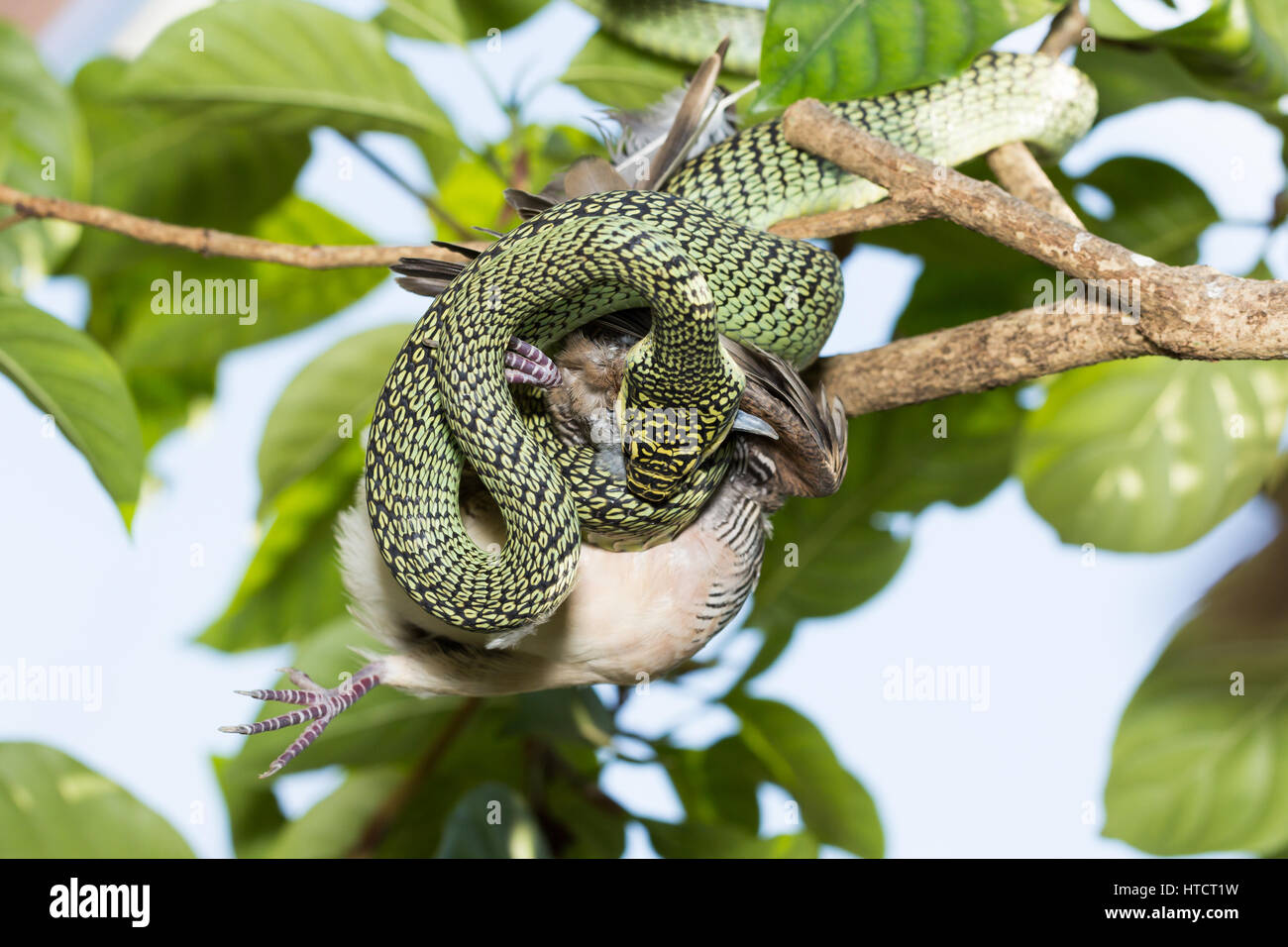 Schlange Essen Vögel hautnah Stockfotografie Alamy