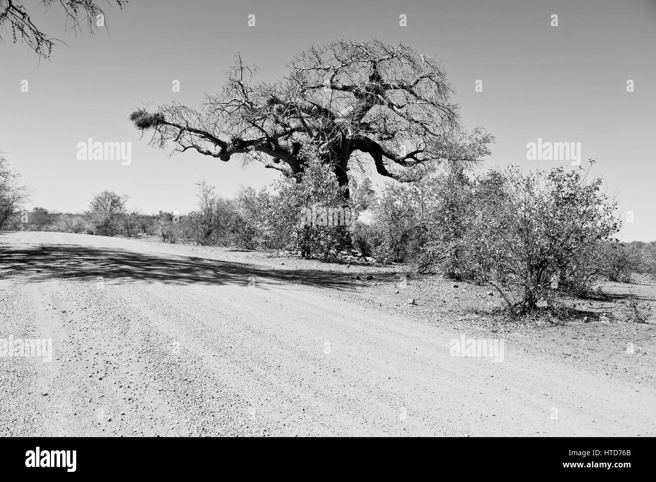 Bewegungsunschärfe in Südafrika felsige Straße und Baobab in der Nähe von den Busch und Naturpark Stockfoto