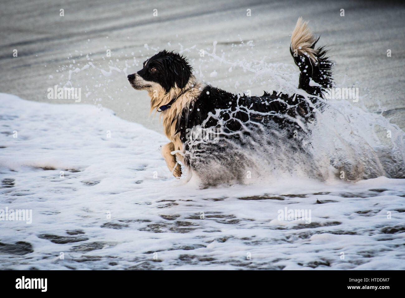 Aberystwyth Wales UK, Freitag, 10. März 2017 UK Wetter: ein Junge verspielte Collie Hund genießt in den Wellen tummeln, auf einem milden aber über Besetzung Abend in Aberystwyth an der Westküste von Wales.   Bildnachweis: Keith Morris / Alamy Live News Stockfoto