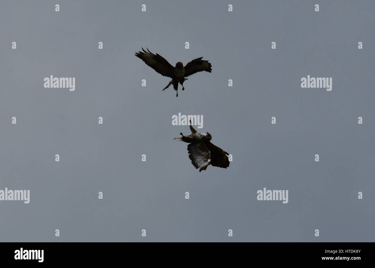 Nauplia, Griechenland. 10. März 2017.Two Falken Art BUTEO BUTEO geben Kampf um die Raum-Jagd zu behaupten. Bildnachweis: VANGELIS BOUGIOTIS/Alamy Live-Nachrichten Stockfoto