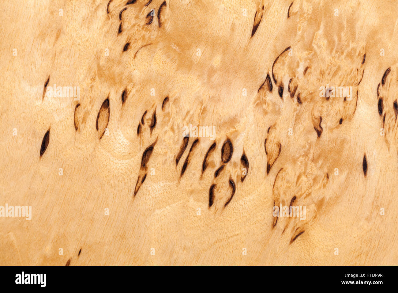 Holzmuster der karelischen Birke, close-up Hintergrundtextur Foto Stockfoto
