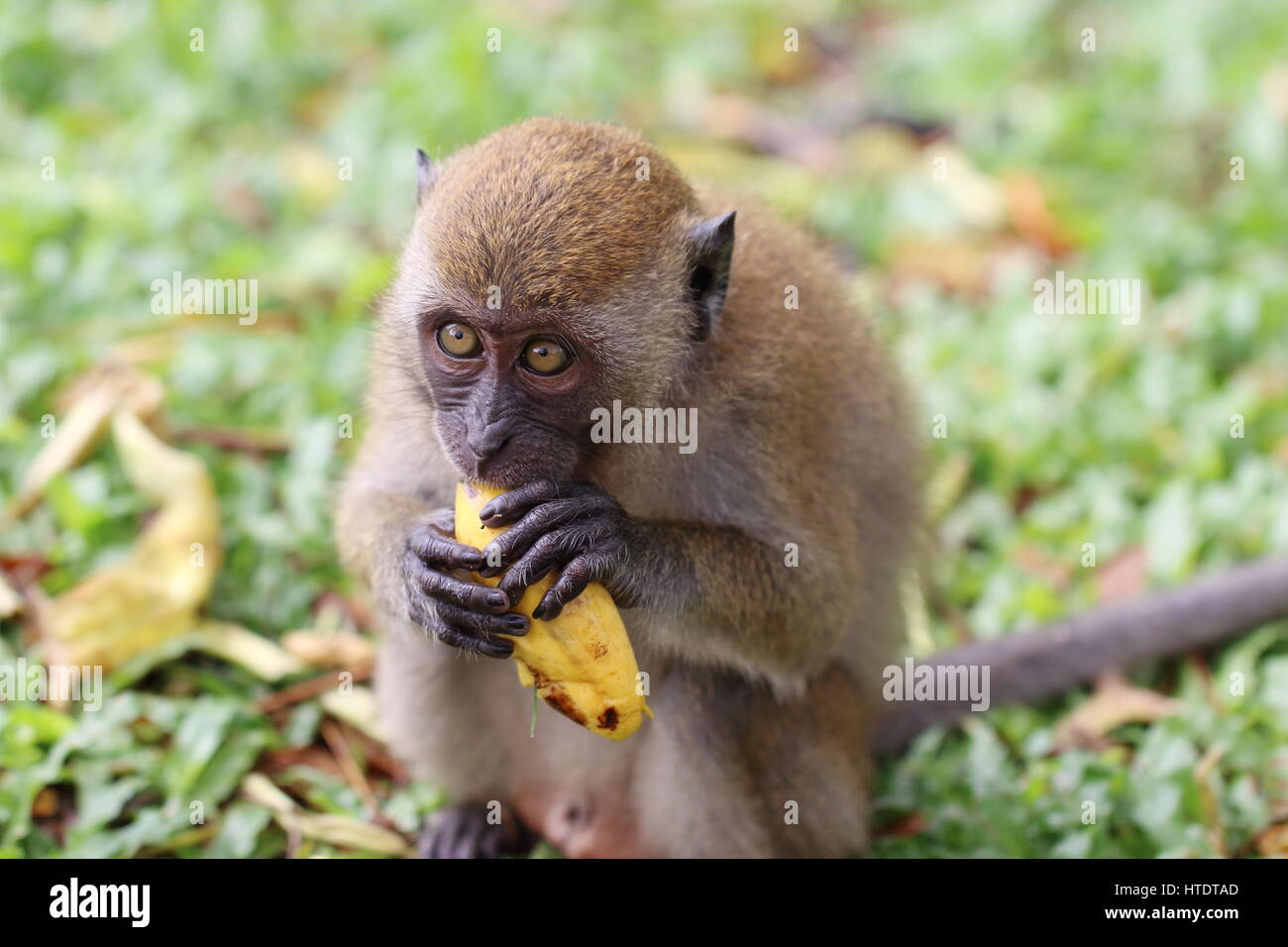 Long-tailed Macaque (Macaca Fascicularis) Fütterung auf eine Banane. Stockfoto