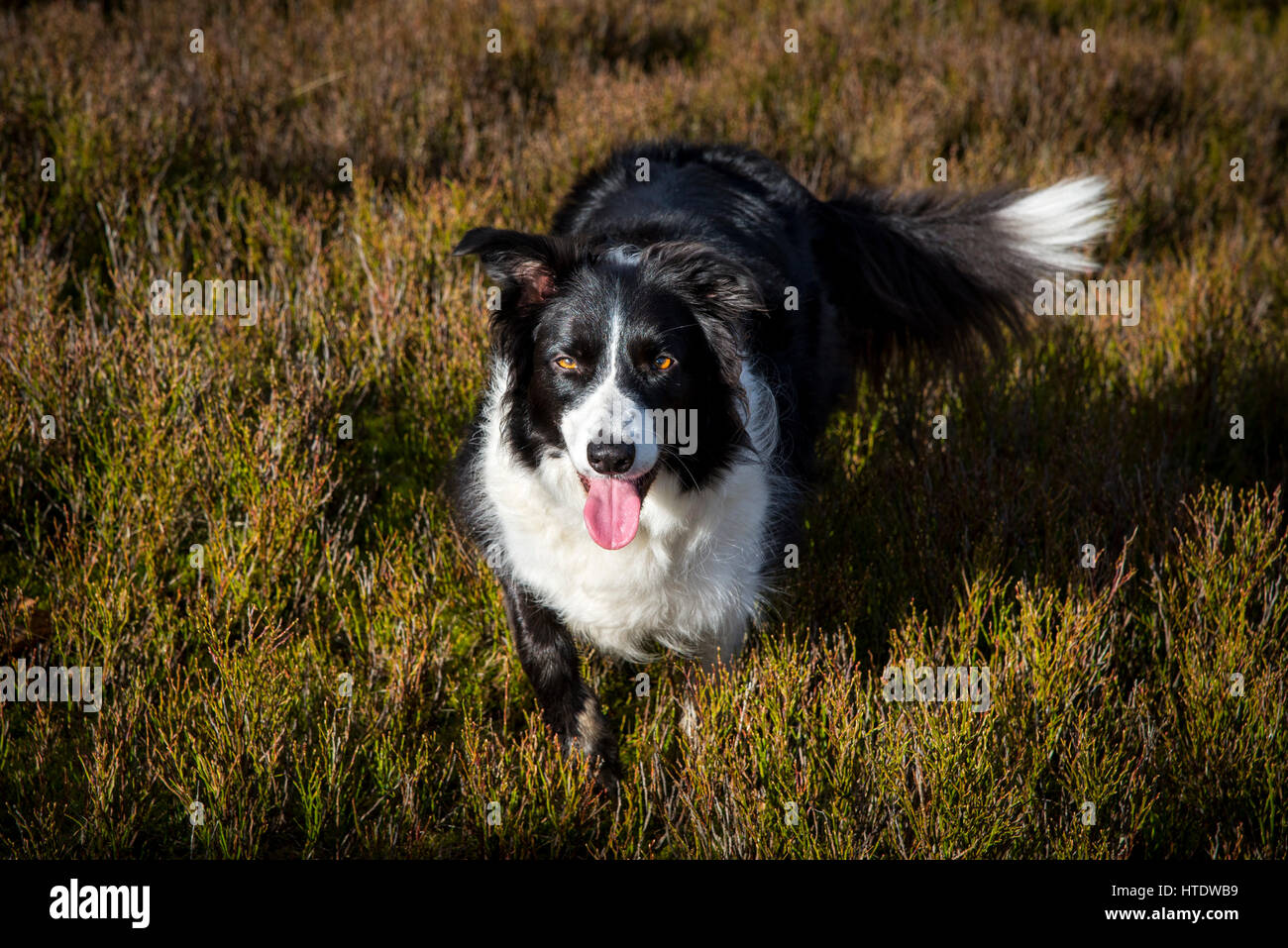 Wunderschöne Border Collie Hund in der freien Natur. Sie steht in Heidelbeere Sträucher in eine Moorlandschaft in Nordengland. Stockfoto