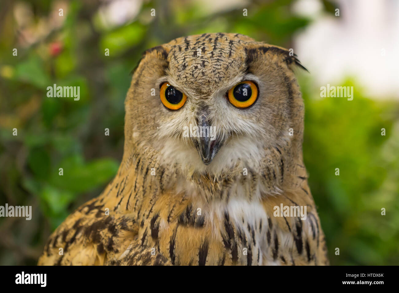 Große gehörnte Eule mit goldenen Augen starrte Stockfoto