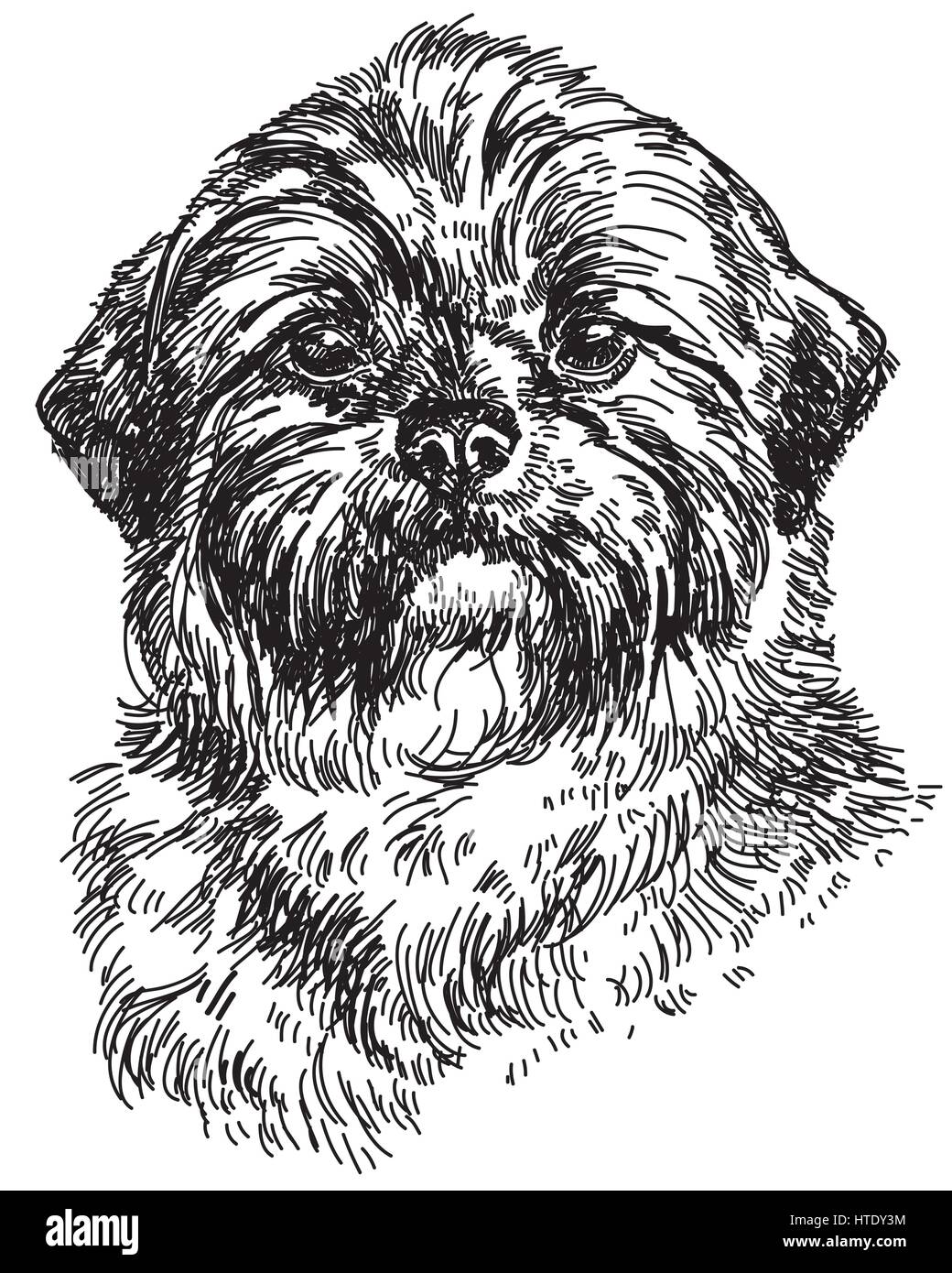 Graphische Portrait Hund Shih Tzu Handzeichnung Abbildung. Vektor isoliert auf einem weißen Hintergrund. Stock Vektor