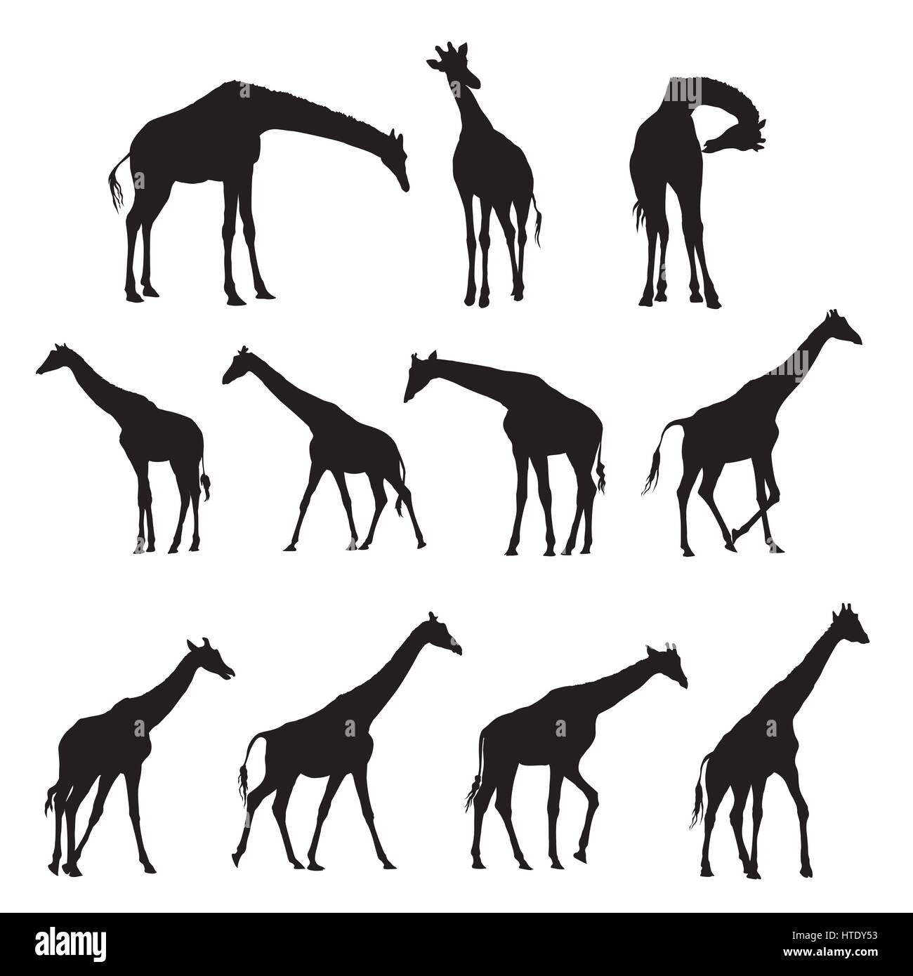 Satz von schwarzen Silhouetten der Giraffen isoliert auf weißem Background Stock Vektor
