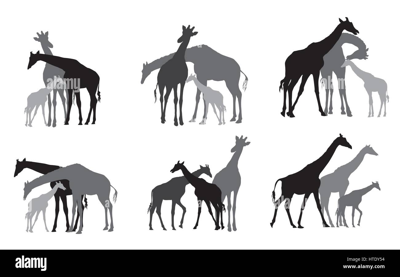 Satz von Familie Gruppe von schwarzen und grauen Silhouetten von Erwachsenen und jungen Giraffen auf weißem Hintergrund stehen. Vektor-Illustration. Stock Vektor