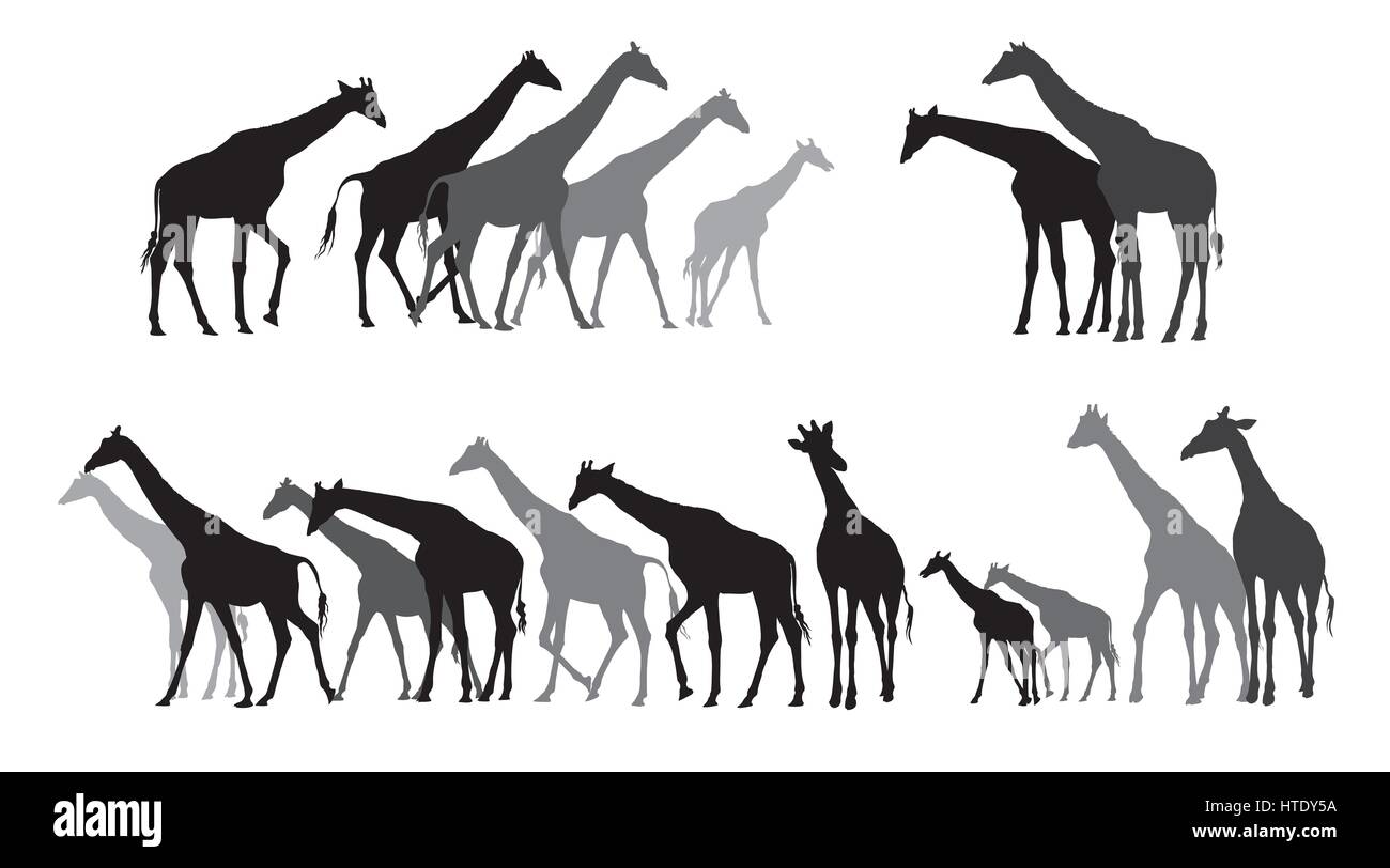 Gruppe von schwarzen und grauen Silhouetten von Giraffen stehen und gehen auf weißem Hintergrund. Vektor-Illustration. Stock Vektor