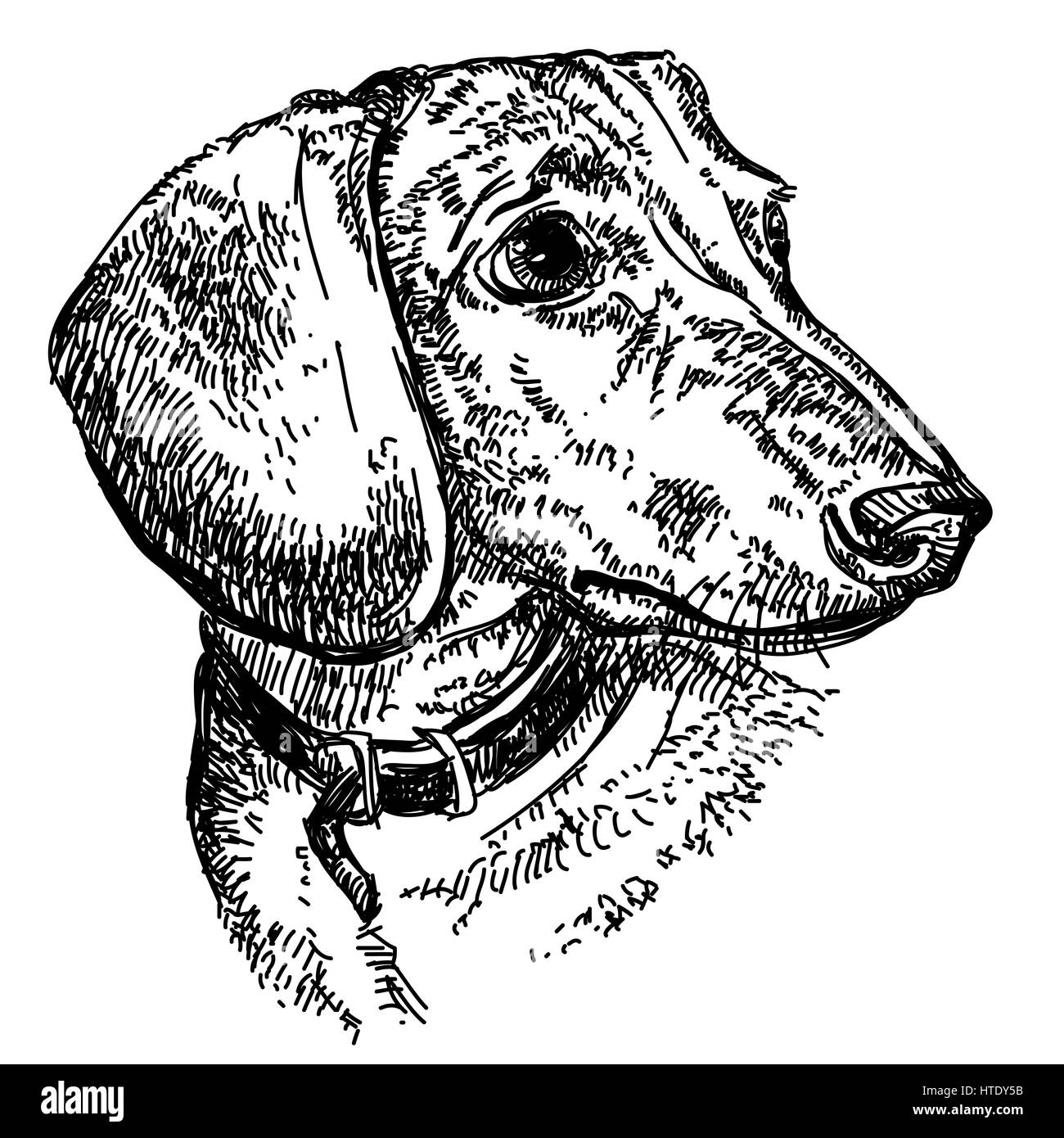 Porträt des jungen Hund Dackel in einem Kragen Vektor hand Zeichnung Abbildung in schwarz auf weißem Hintergrund Stock Vektor