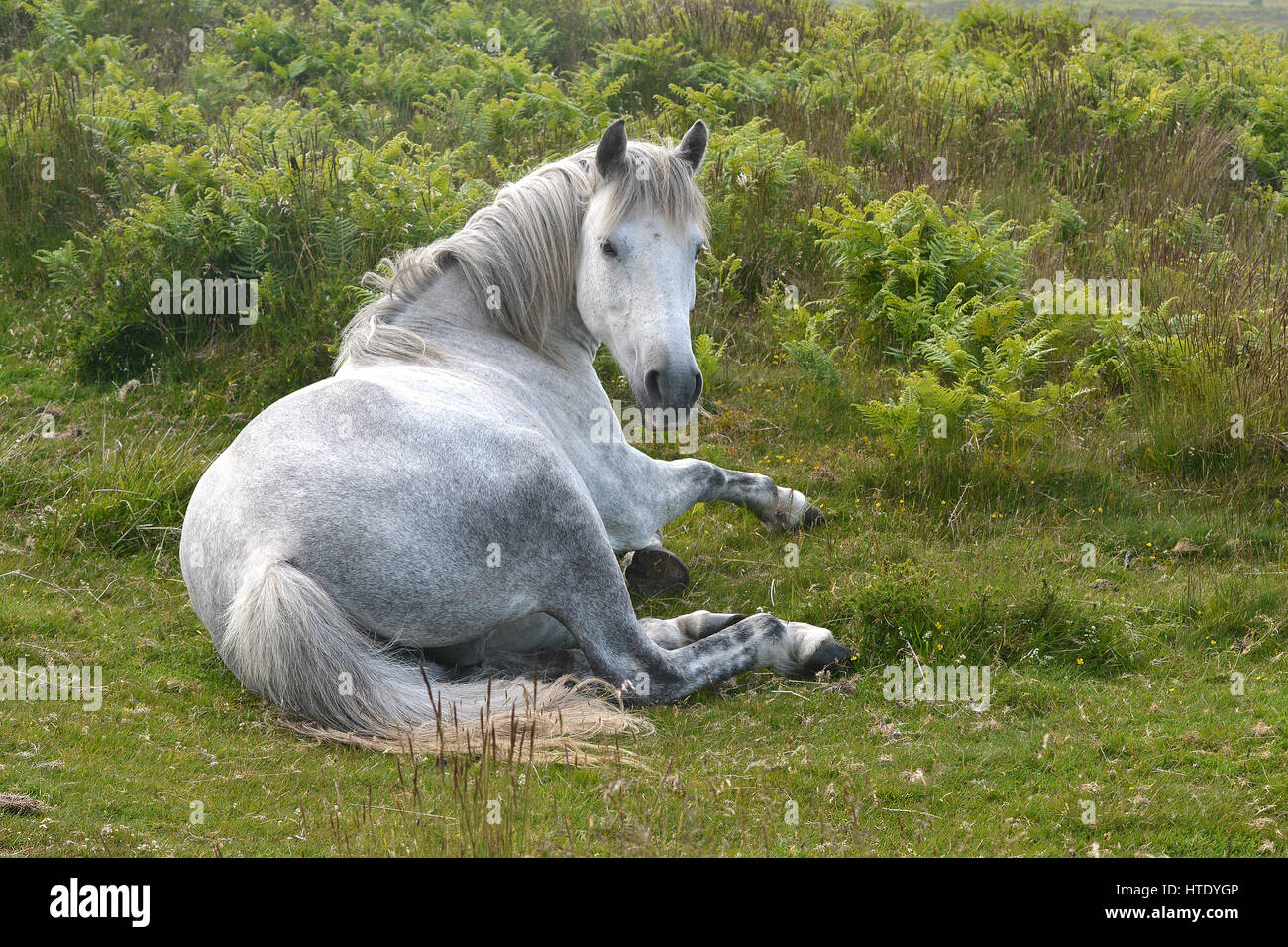 Eine halbwilde grau Pony Quantocks in Somerset, Großbritannien Stockfoto