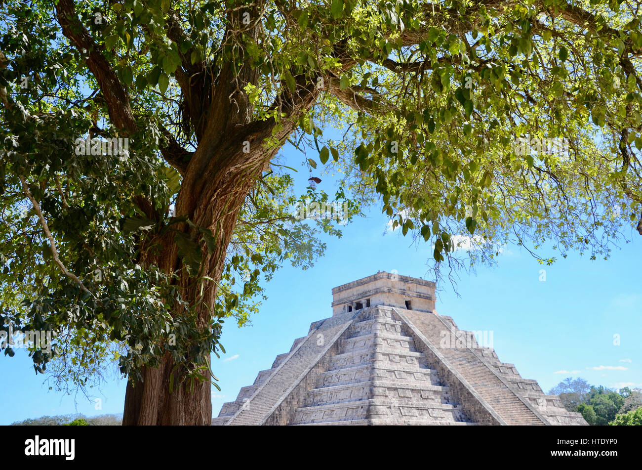 El Castillo, Chichen Itza Mexico und Baum Stockfoto