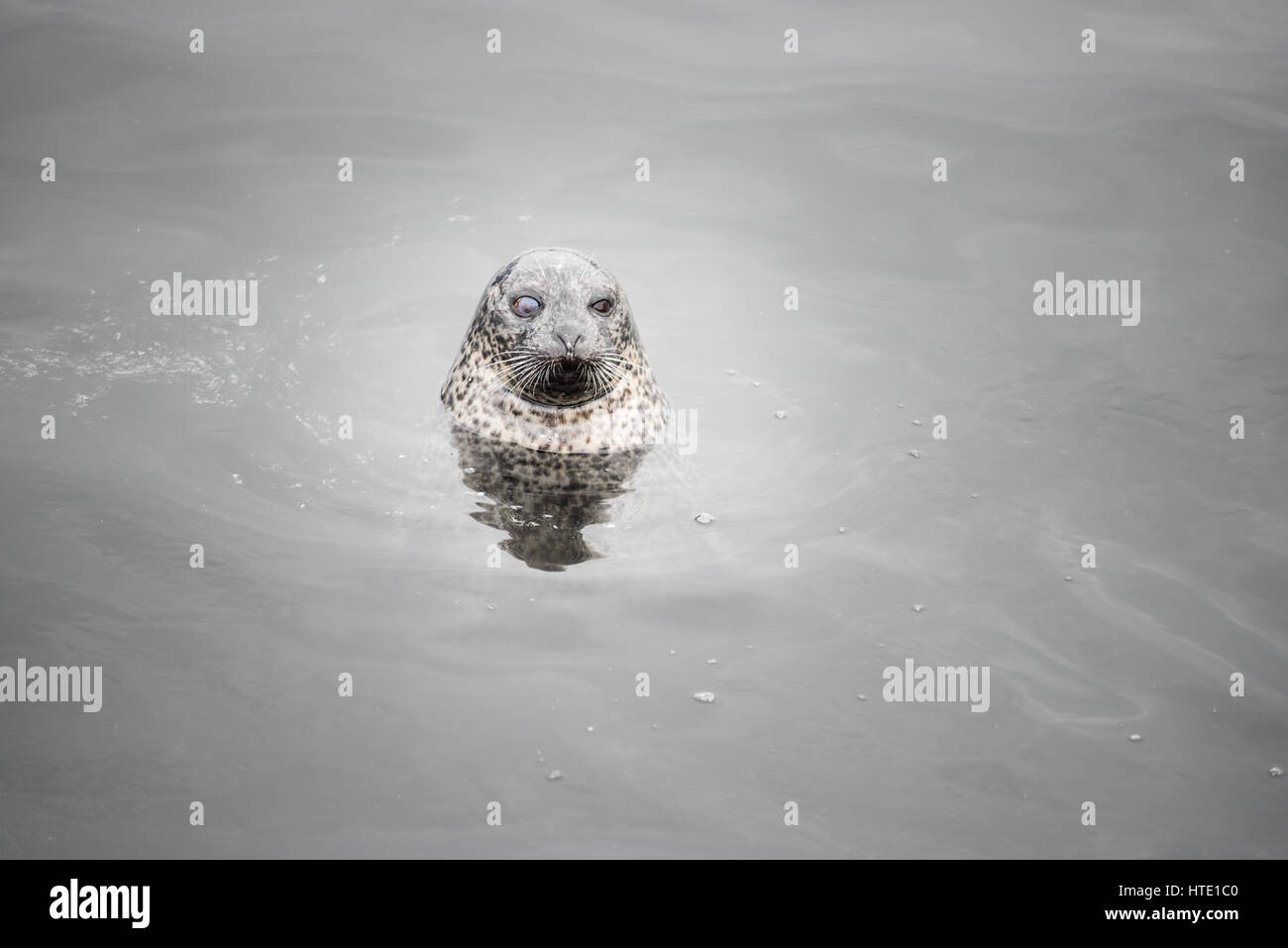 Harbor Seal, Portland Harbor Stockfoto